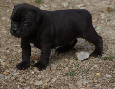 Les chiots de Staffordshire Bull Terrier