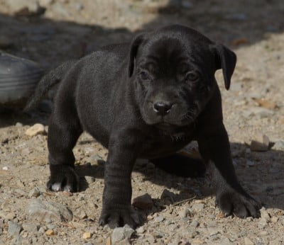 Les chiots de Staffordshire Bull Terrier