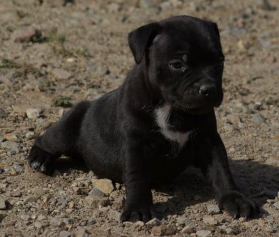 Les chiots de Staffordshire Bull Terrier