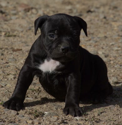Les chiots de Staffordshire Bull Terrier