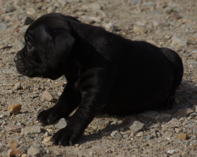 Les chiots de Staffordshire Bull Terrier