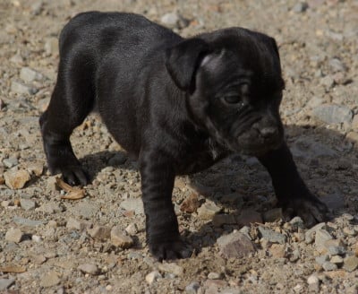 Les chiots de Staffordshire Bull Terrier