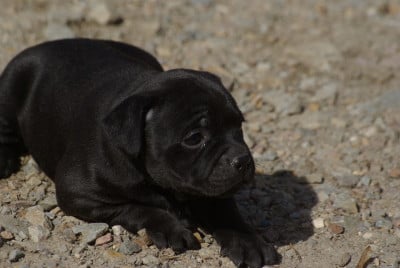 Les chiots de Staffordshire Bull Terrier