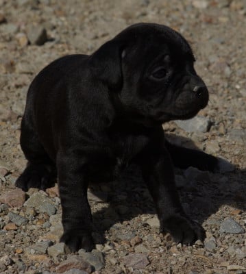Les chiots de Staffordshire Bull Terrier