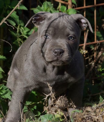 Les chiots de Staffordshire Bull Terrier