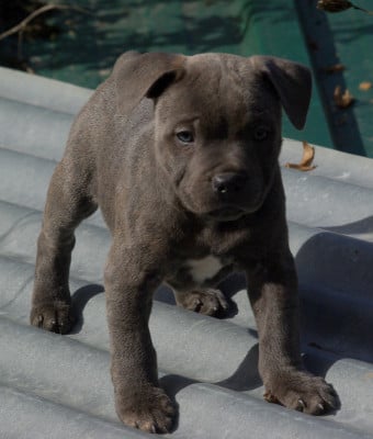 Les chiots de Staffordshire Bull Terrier