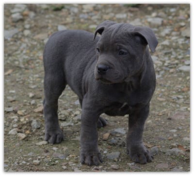 Les chiots de Staffordshire Bull Terrier