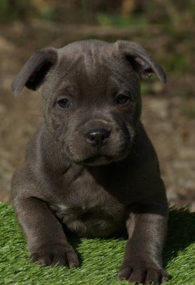Les chiots de Staffordshire Bull Terrier