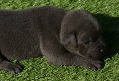 Les chiots de Staffordshire Bull Terrier