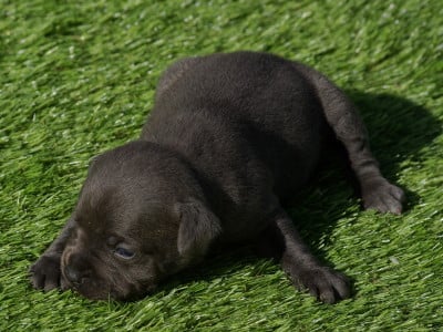 Les chiots de Staffordshire Bull Terrier