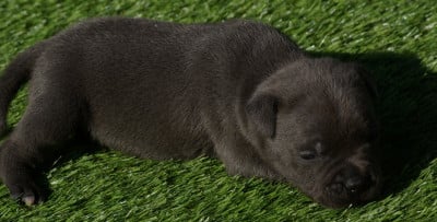Les chiots de Staffordshire Bull Terrier