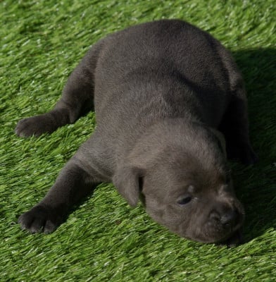 Les chiots de Staffordshire Bull Terrier