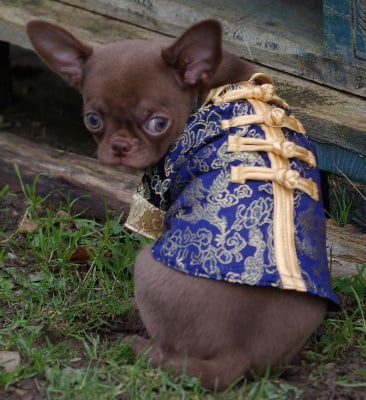 Les chiots de Chihuahua