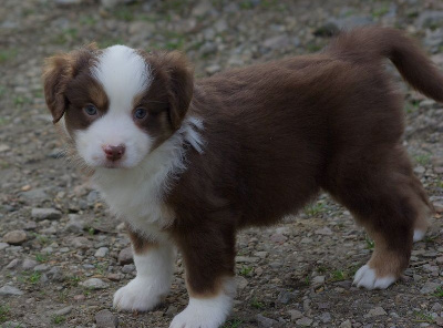 Les chiots de Berger Américain Miniature 