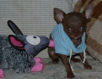 Les chiots de Chihuahua