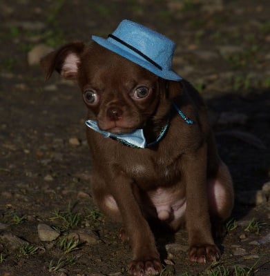 Les chiots de Chihuahua