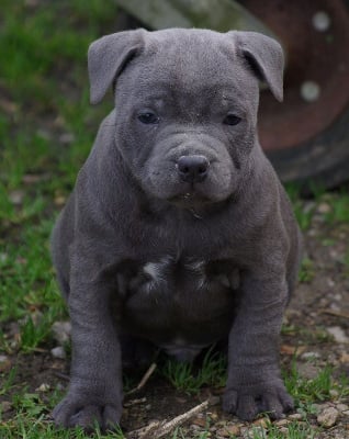 Les chiots de Staffordshire Bull Terrier