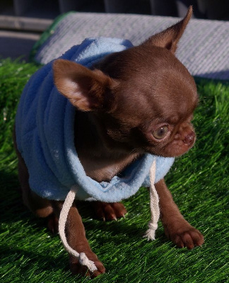 Les chiots de Chihuahua