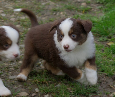 Les chiots de Berger Américain Miniature 