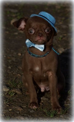 Les chiots de Chihuahua