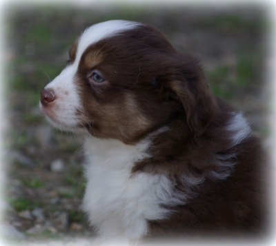 Les chiots de Berger Américain Miniature 