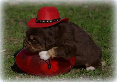 Les chiots de Berger Américain Miniature 