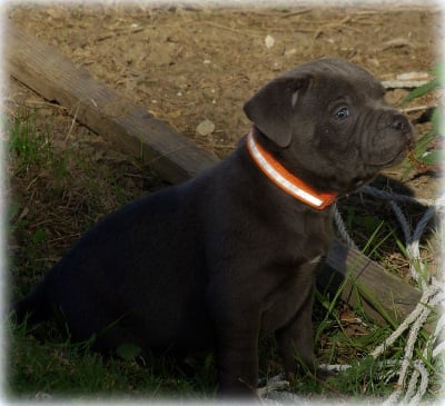 Les chiots de Staffordshire Bull Terrier