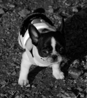 Les chiots de Chihuahua