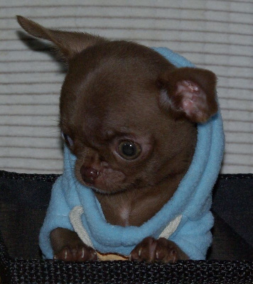 Les chiots de Chihuahua