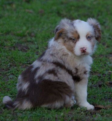 Les chiots de Berger Américain Miniature 