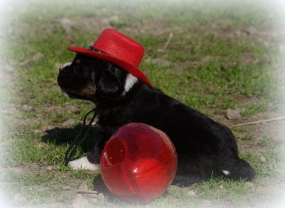 Les chiots de Berger Américain Miniature 