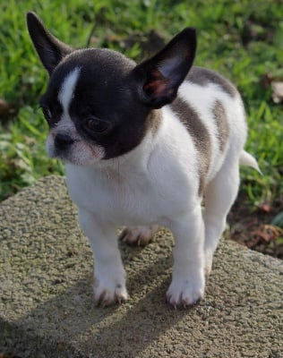 Les chiots de Chihuahua