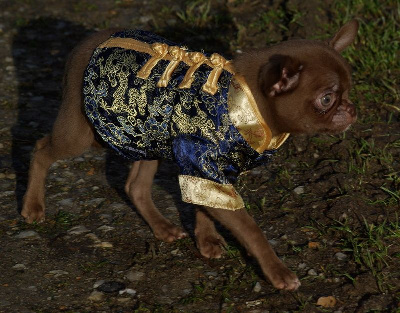 Les chiots de Chihuahua