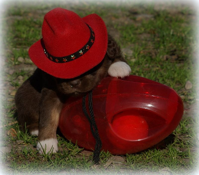 Les chiots de Berger Américain Miniature 