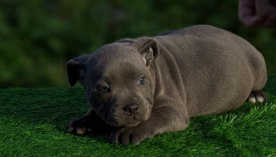 Les chiots de Staffordshire Bull Terrier