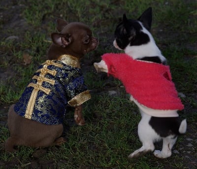 Les chiots de Chihuahua