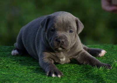 Les chiots de Staffordshire Bull Terrier