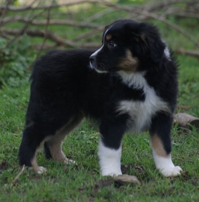 Les chiots de Berger Américain Miniature