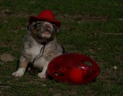 Les chiots de Berger Américain Miniature 