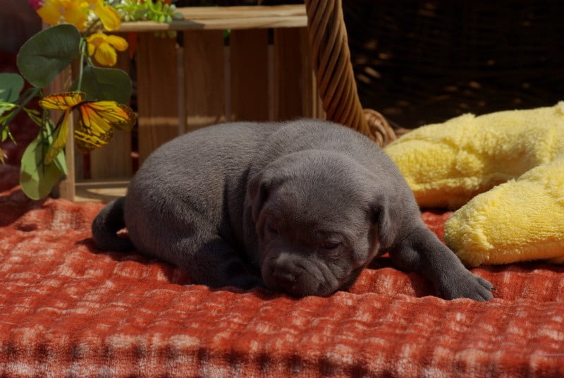 Staffordshire Bull Terrier - (Sans Affixe)