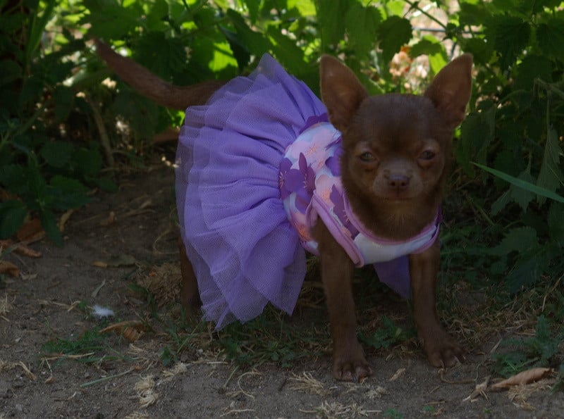 Chihuahua - (Sans Affixe)