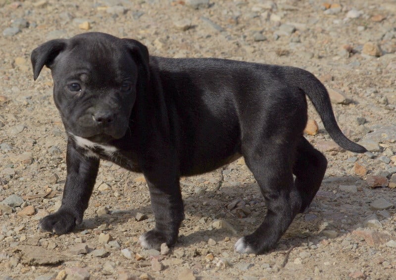 Staffordshire Bull Terrier - (Sans Affixe)