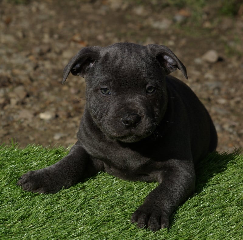 Staffordshire Bull Terrier - (Sans Affixe)