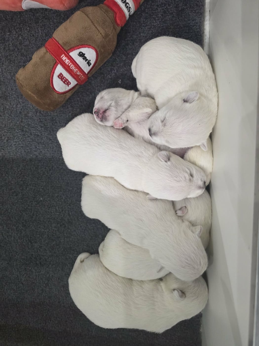 Chiot N°4 - West Highland White Terrier