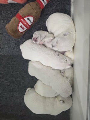 Les chiots de West Highland White Terrier