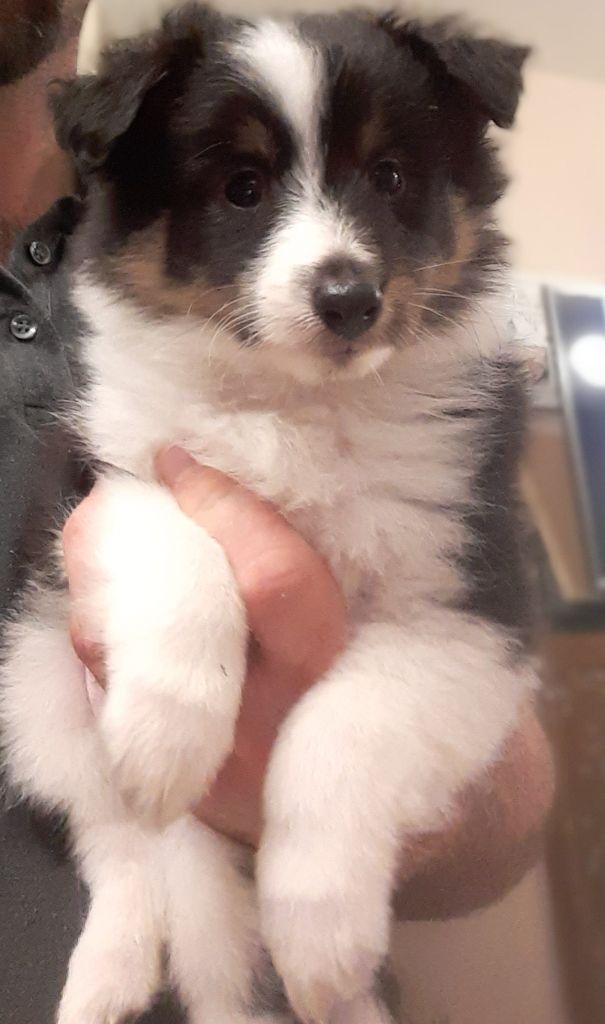 Ramsès - Shetland Sheepdog