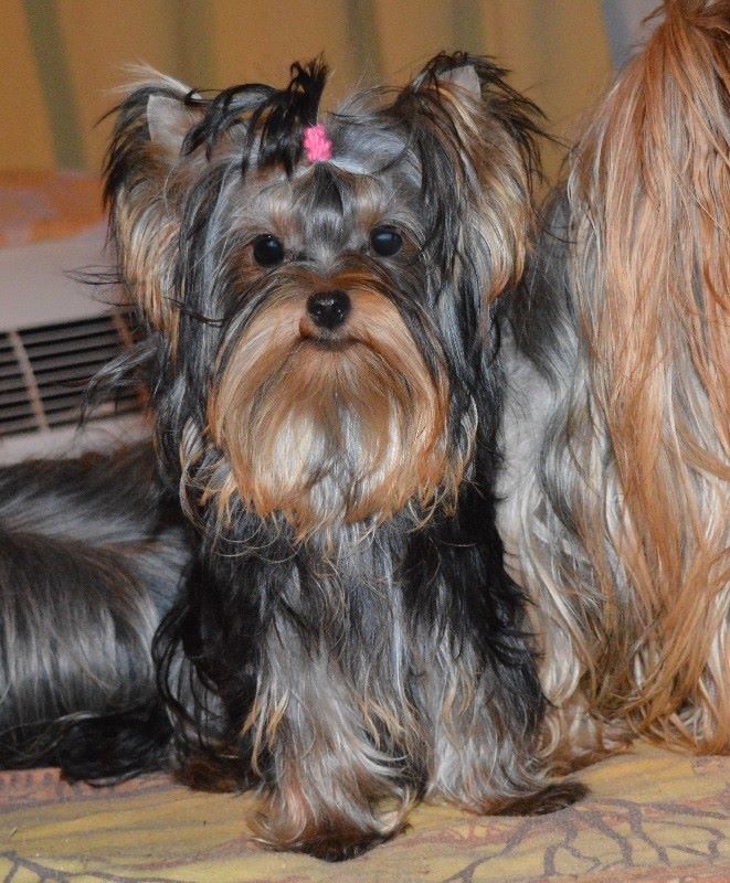 Publication : Des Petits Landais Auteur : Moi même