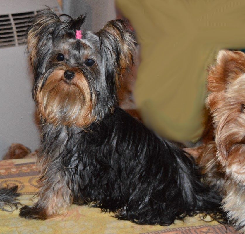 Publication : Des Petits Landais Auteur : Moi même