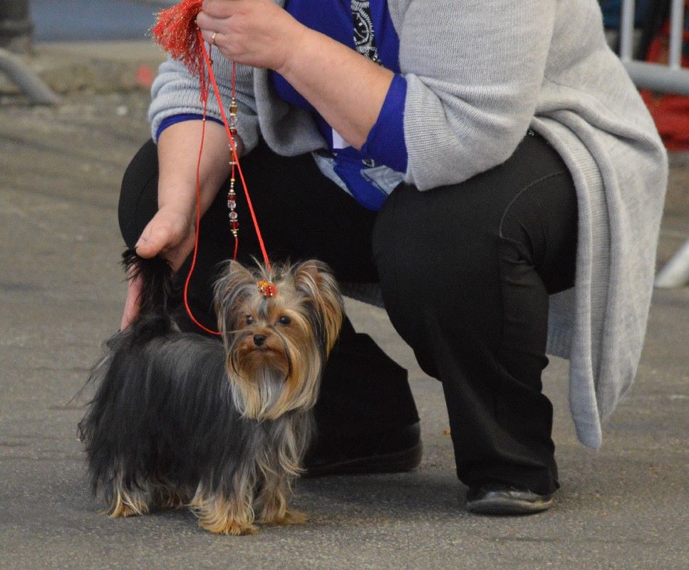 Nikita (Sans Affixe) - 3ème très bon