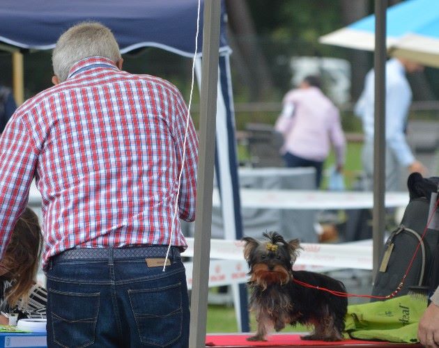 Nikita (Sans Affixe) - Très prometteur